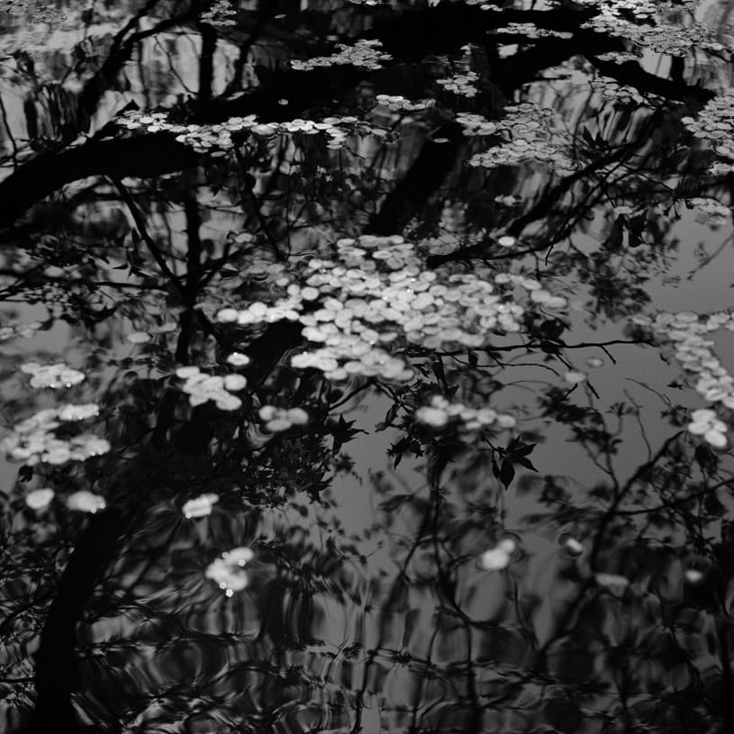 Toshio Enomoto, Sakura