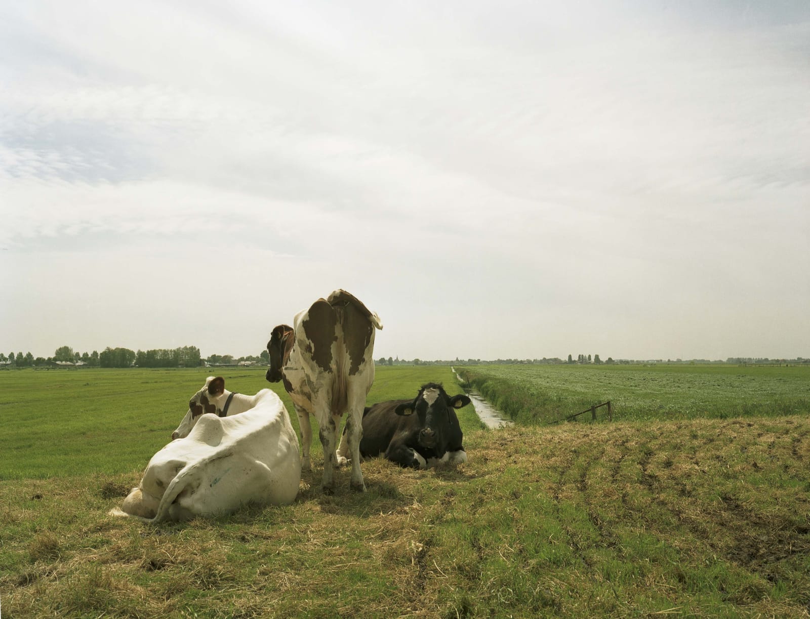 Han Singels, 09 kl Polder Zevenhoven 2005