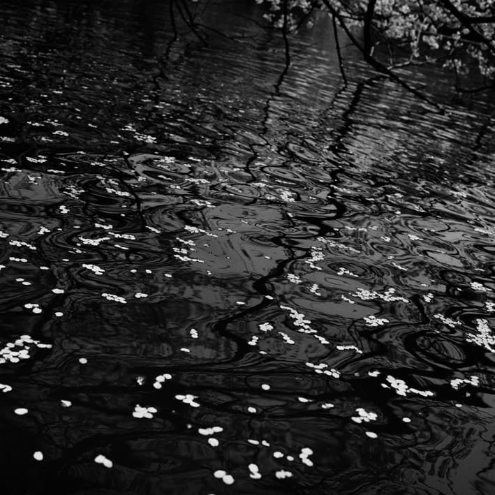 Toshio Enomoto, Sakura