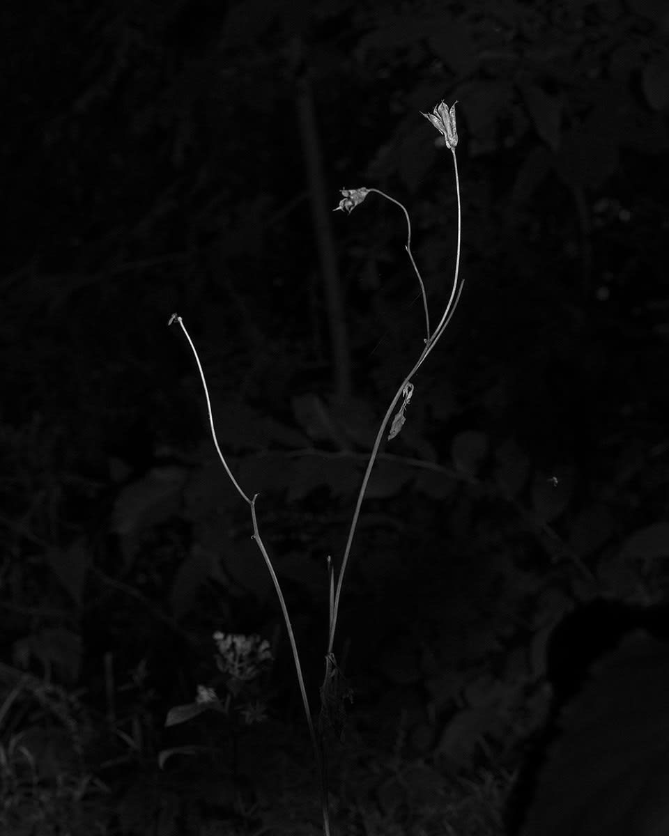 Donovan Smallwood, Languor 10