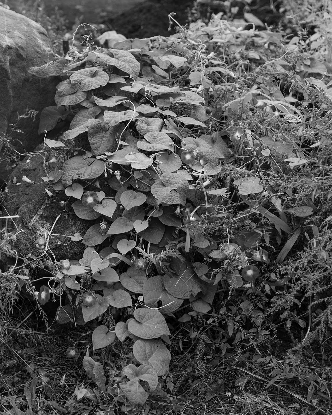 Donovan Smallwood, Languor 34