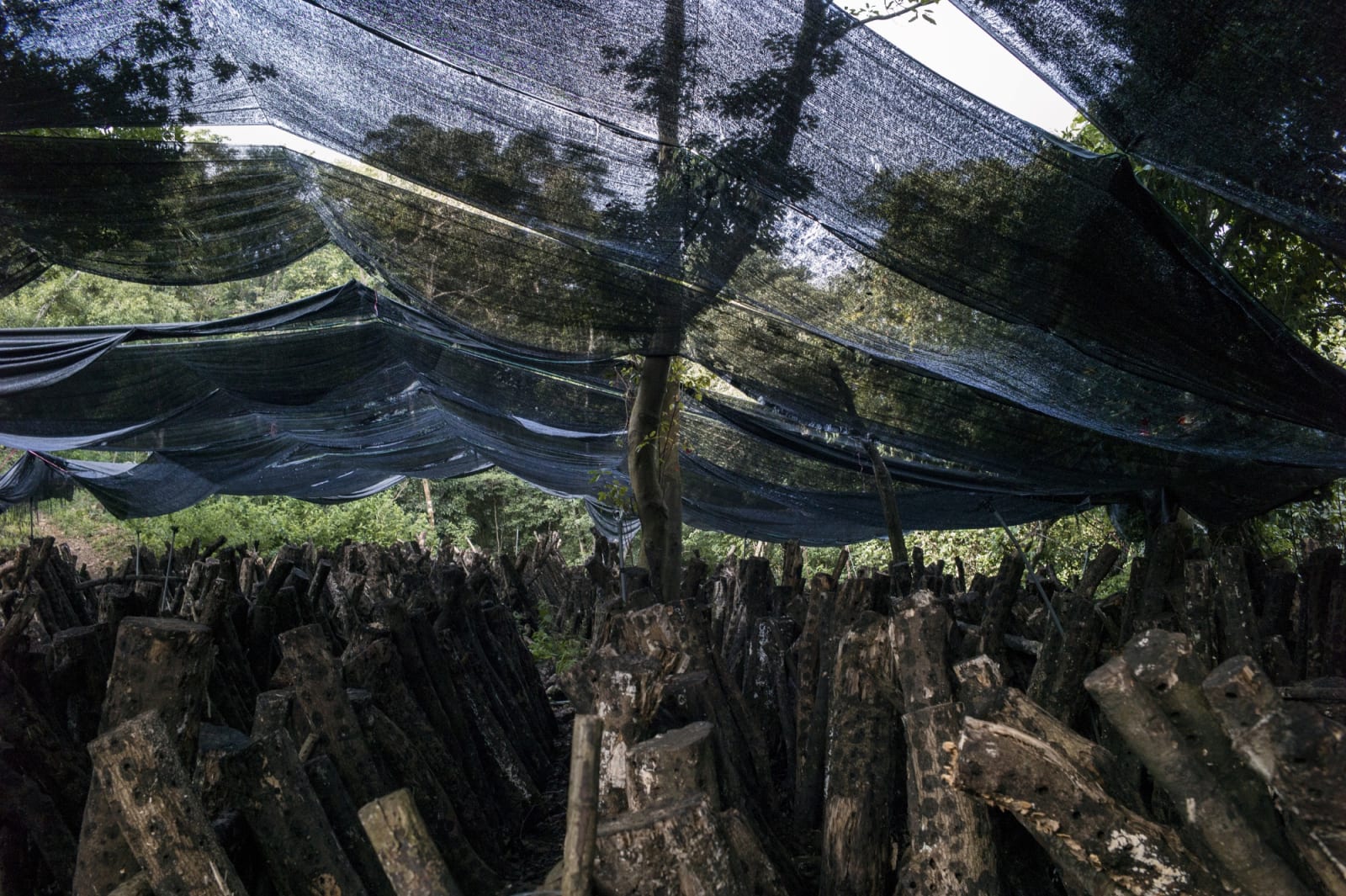 Simon Chang, A Basswood Shiitake farm, Dong-Yan Mountain, Nan-Tou County, Taiwan , 2017