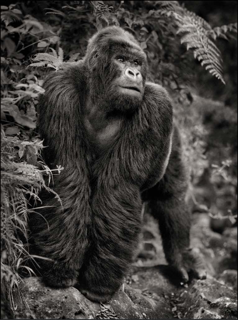 Nick Brandt, Gorila na skali, Parc des Volcans, Gorilla on rock, Parc des Volcans, 2008