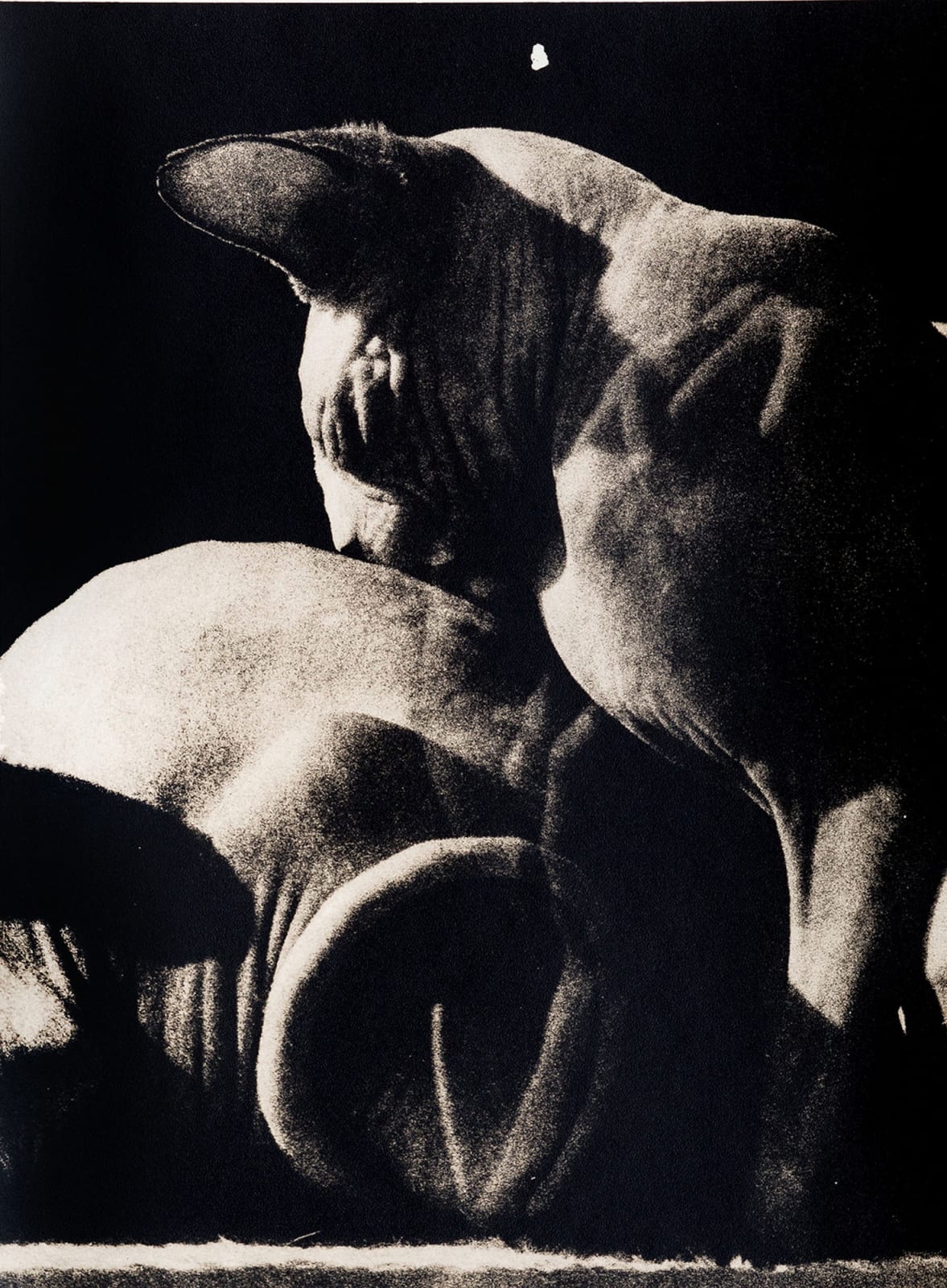 Andrej Lamut, Sphinx, 2018