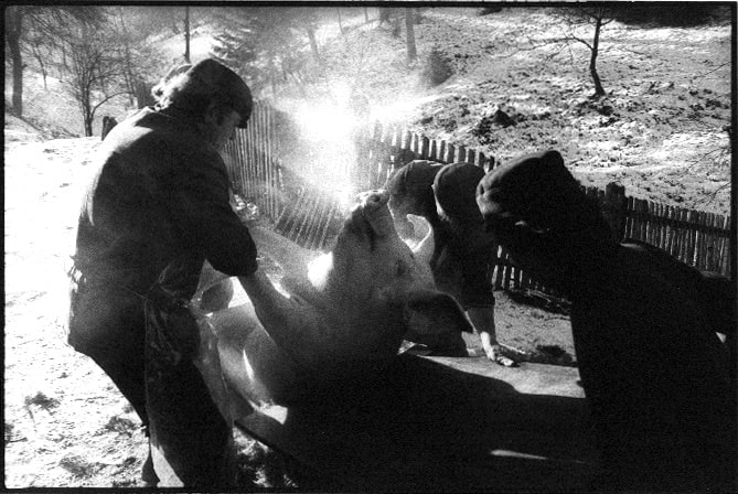 Stojan Kerbler, Koline / Pig Slaughter , 1978