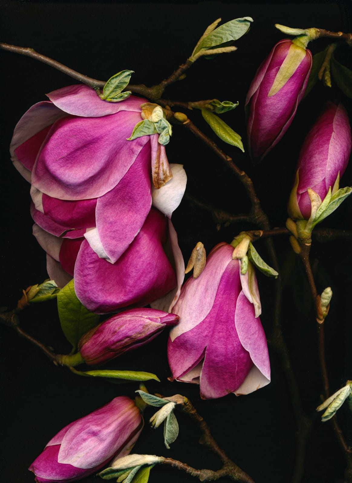 Tilyen Mucik, Magnolija 1 / Magnolia 1, 2020