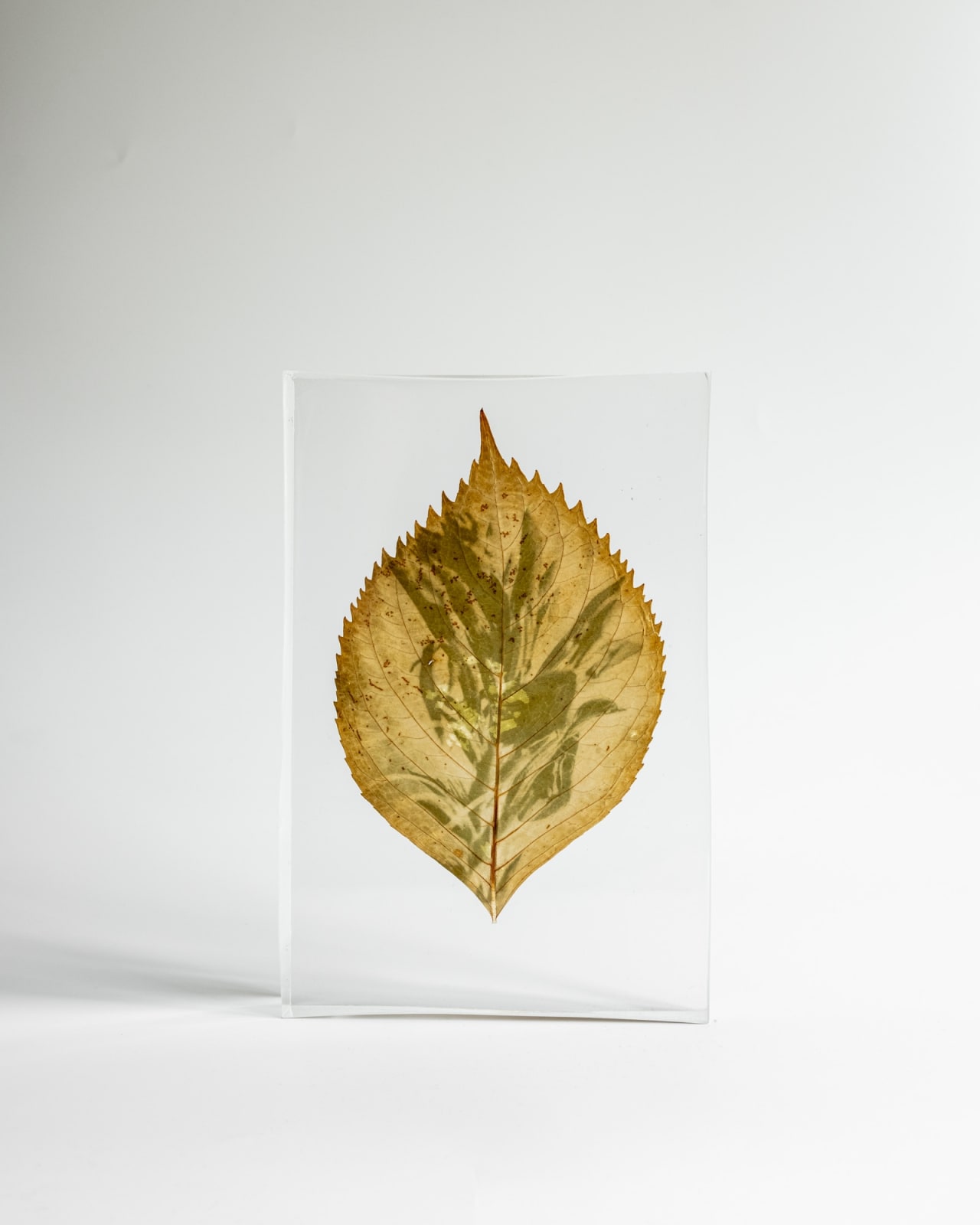 Tilyen Mucik, Kana na hortenziji / Canna on Hydrangea, 2024