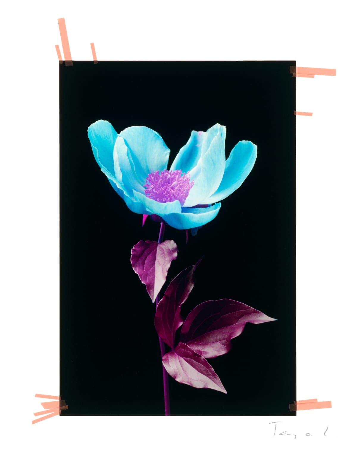 Evanescence Paper Flowers Meaning Best Flower Site