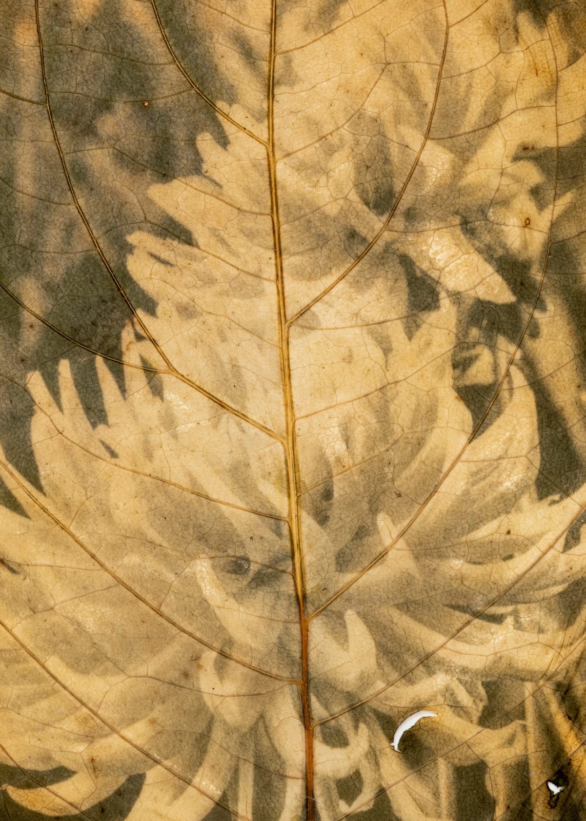 Tilyen Mucik, Dalija na hortenziji (detajl) / Dahlia on Hydrangea (detail), 2024