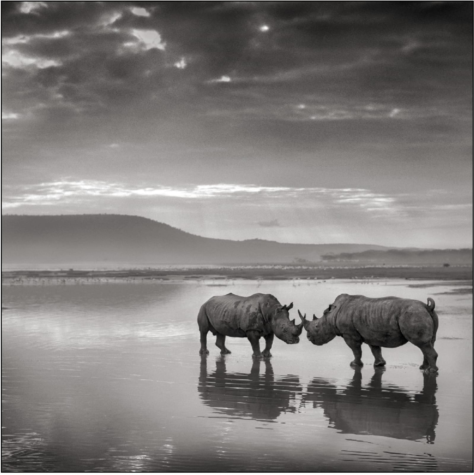 Nick Brandt, Nosorogi v jezeru, Nakuru / Rhinos in lake, Nakuru, 2007