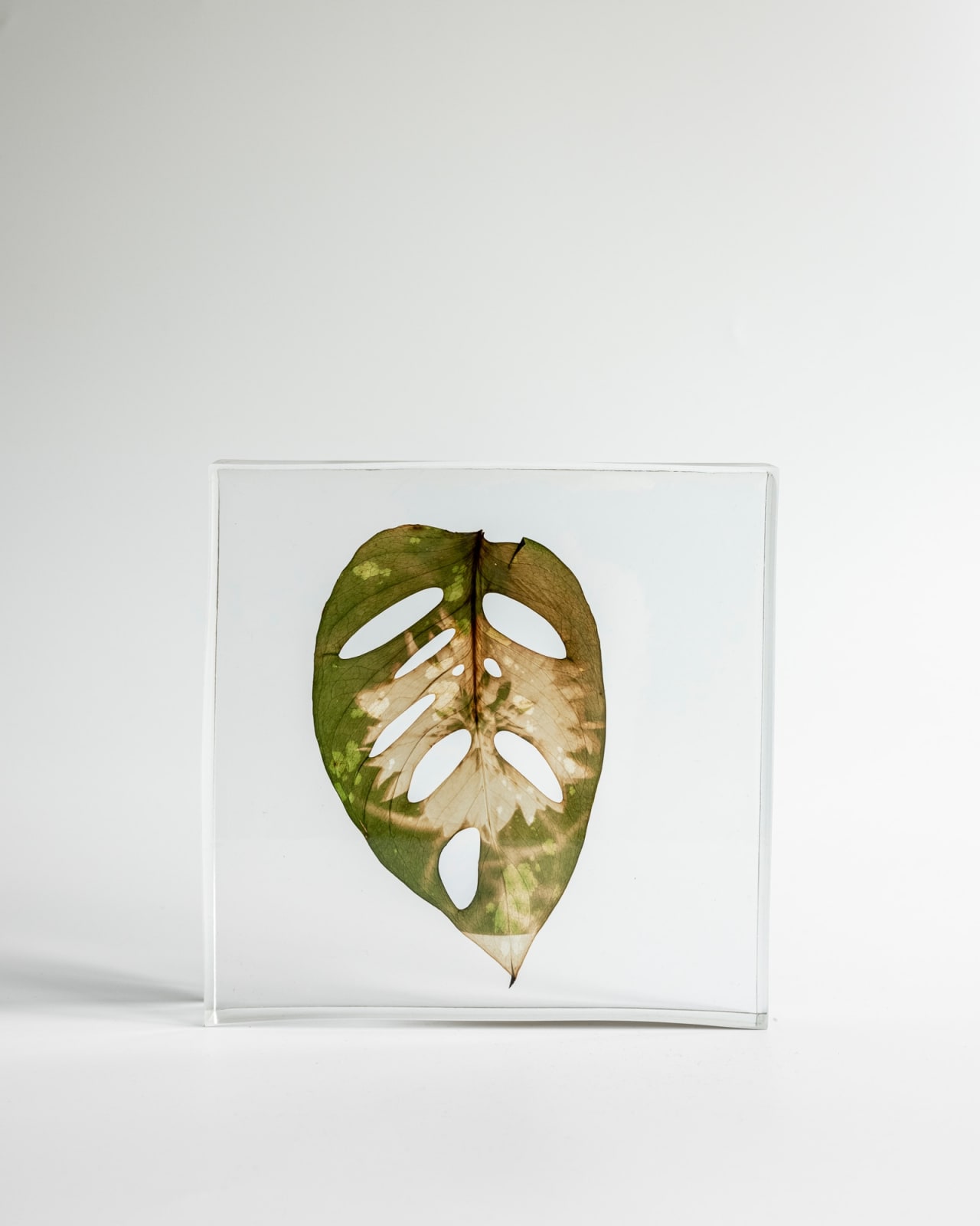 Tilyen Mucik, Plavica na monsteri / Cornflower on Monstera, 2024