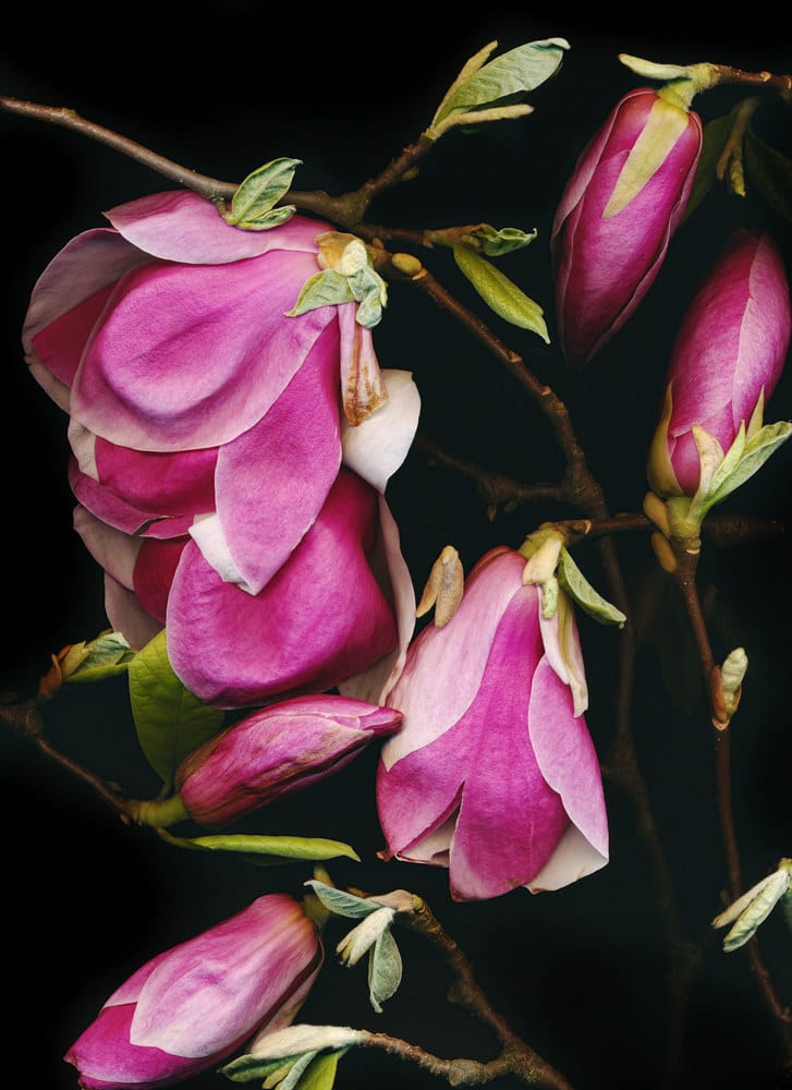 Tilyen Mucik, Magnolija 1 / Magnolia 1, 2020
