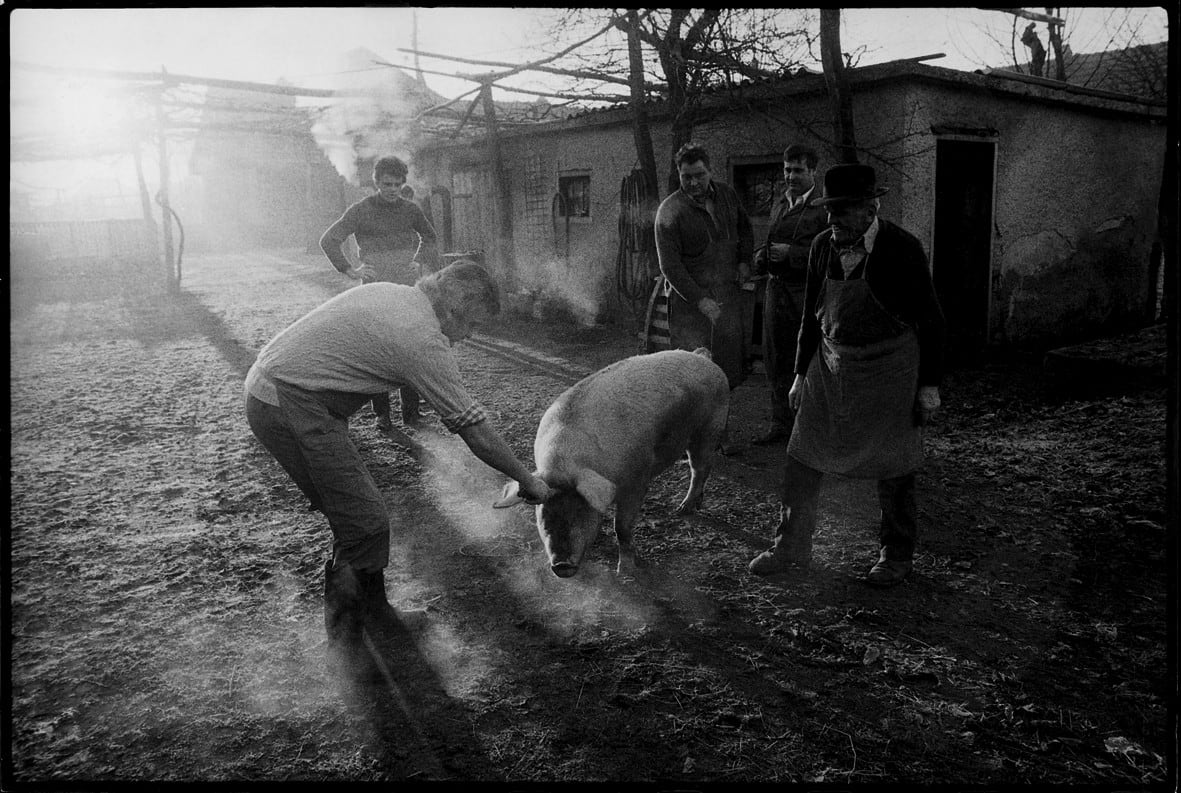 Stojan Kerbler, Koline / Pig Slaughter, 1975