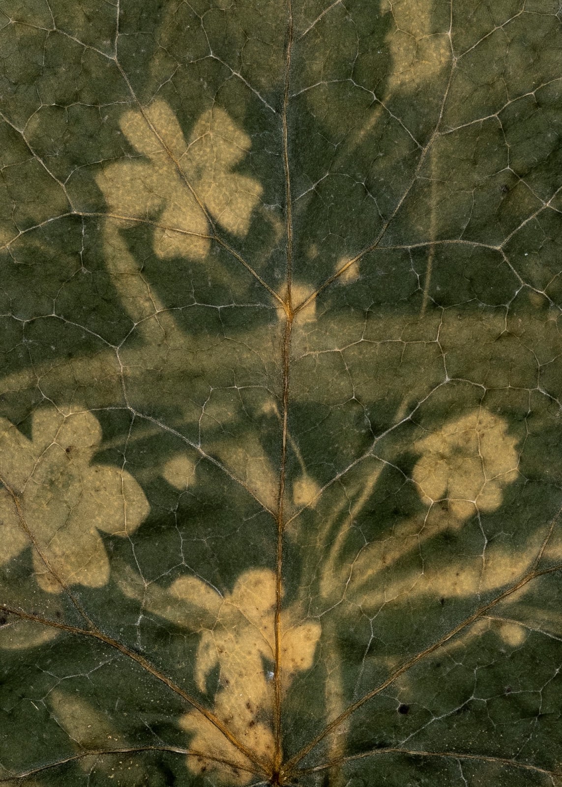 Tilyen Mucik, Lučca na bršljanu (detajl) / Lychnis on Hedera (detail), 2024