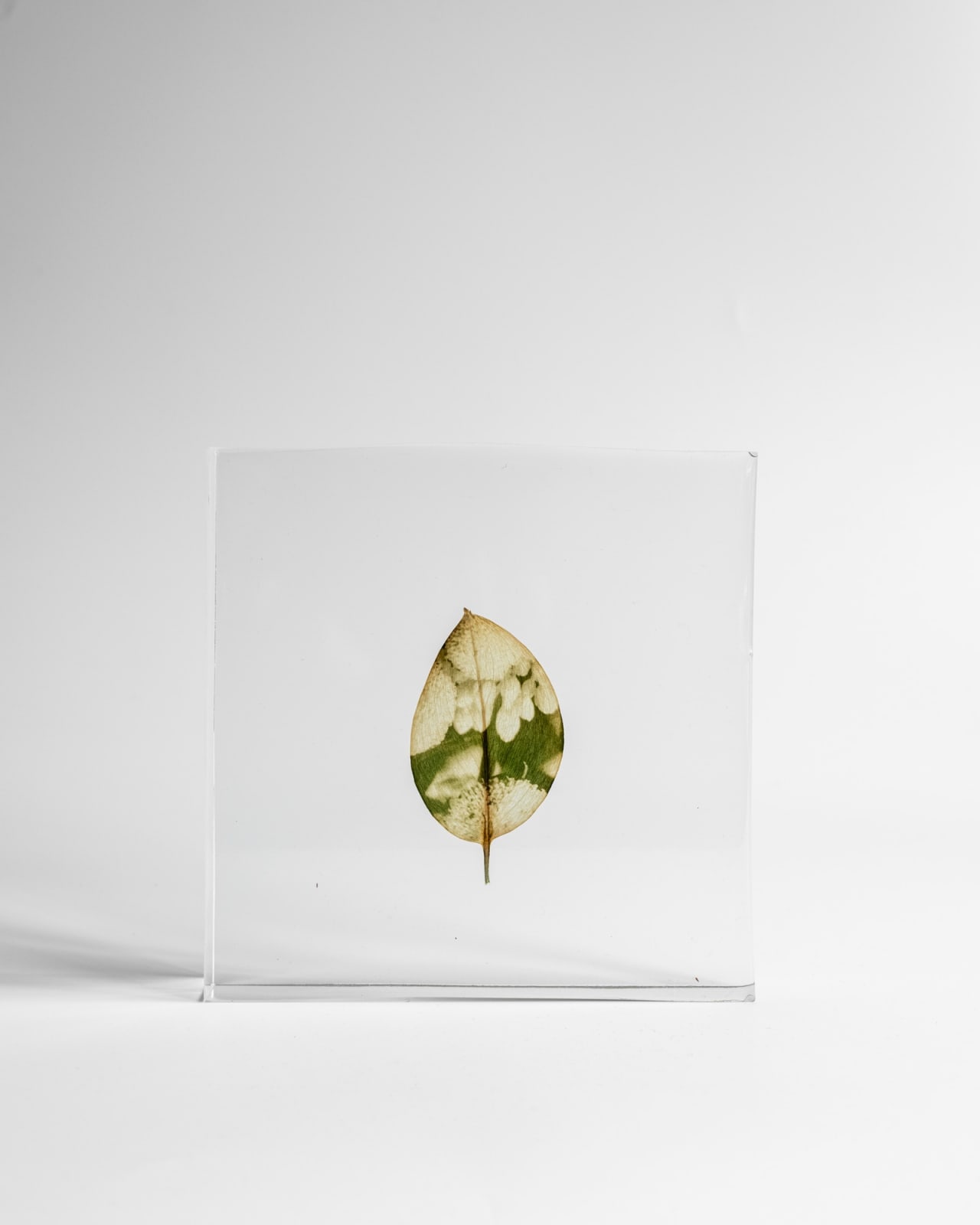 Tilyen Mucik, Navadni vratič na epipremnumu / Tanacetum on Epipremnum, 2024