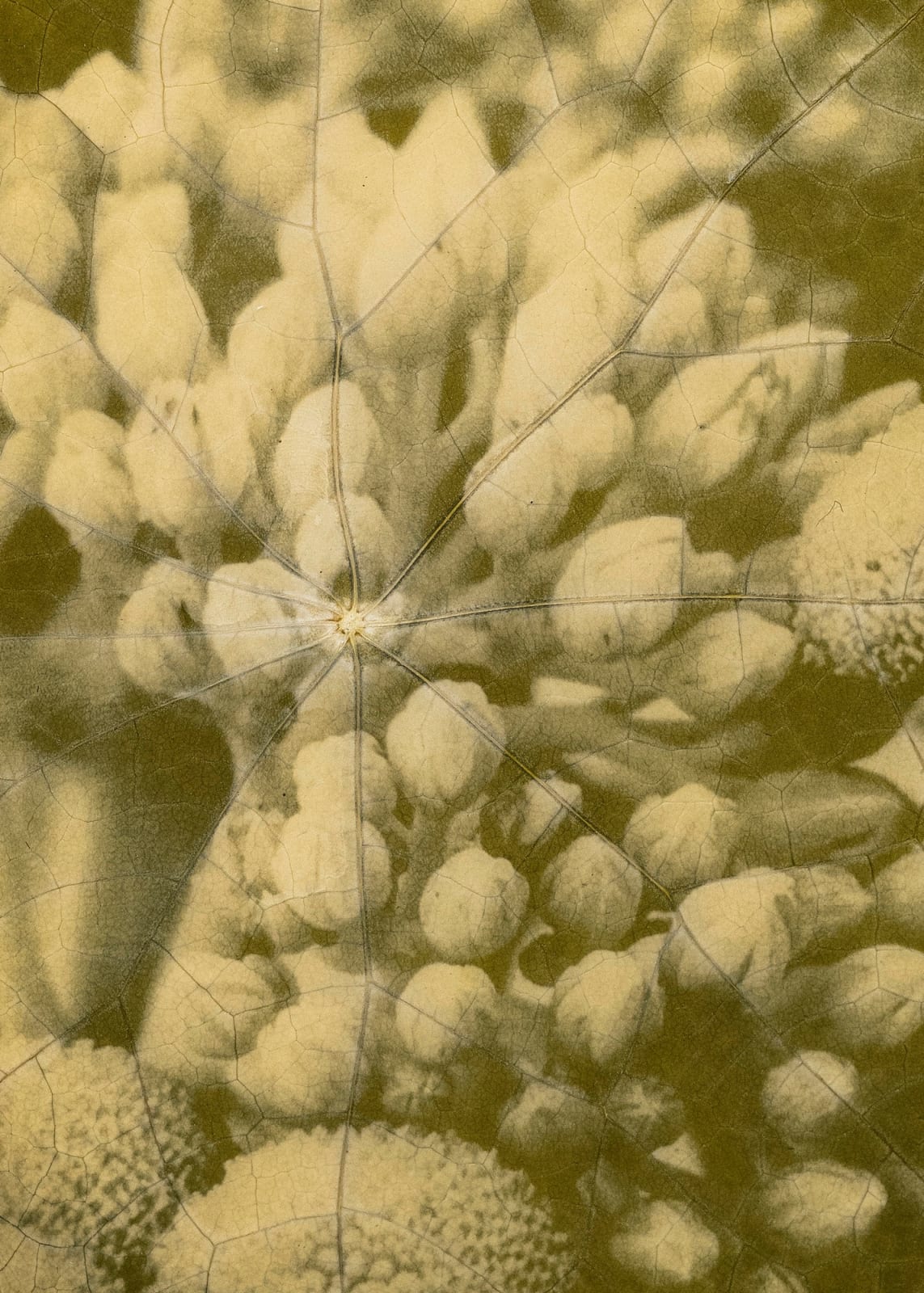 Tilyen Mucik, Hermelika na kapucinki (detajl) / Sedum on Nasturtium (detail), 2024