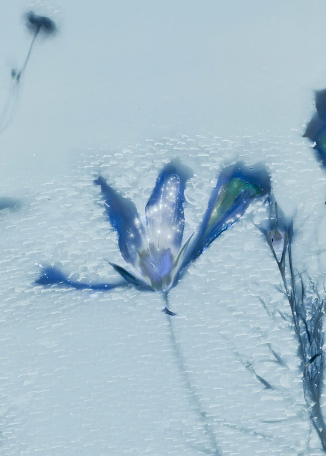 Tilyen Mucik, Cvetni prah kozmeje / Cosmos Flower Pollen, 2023