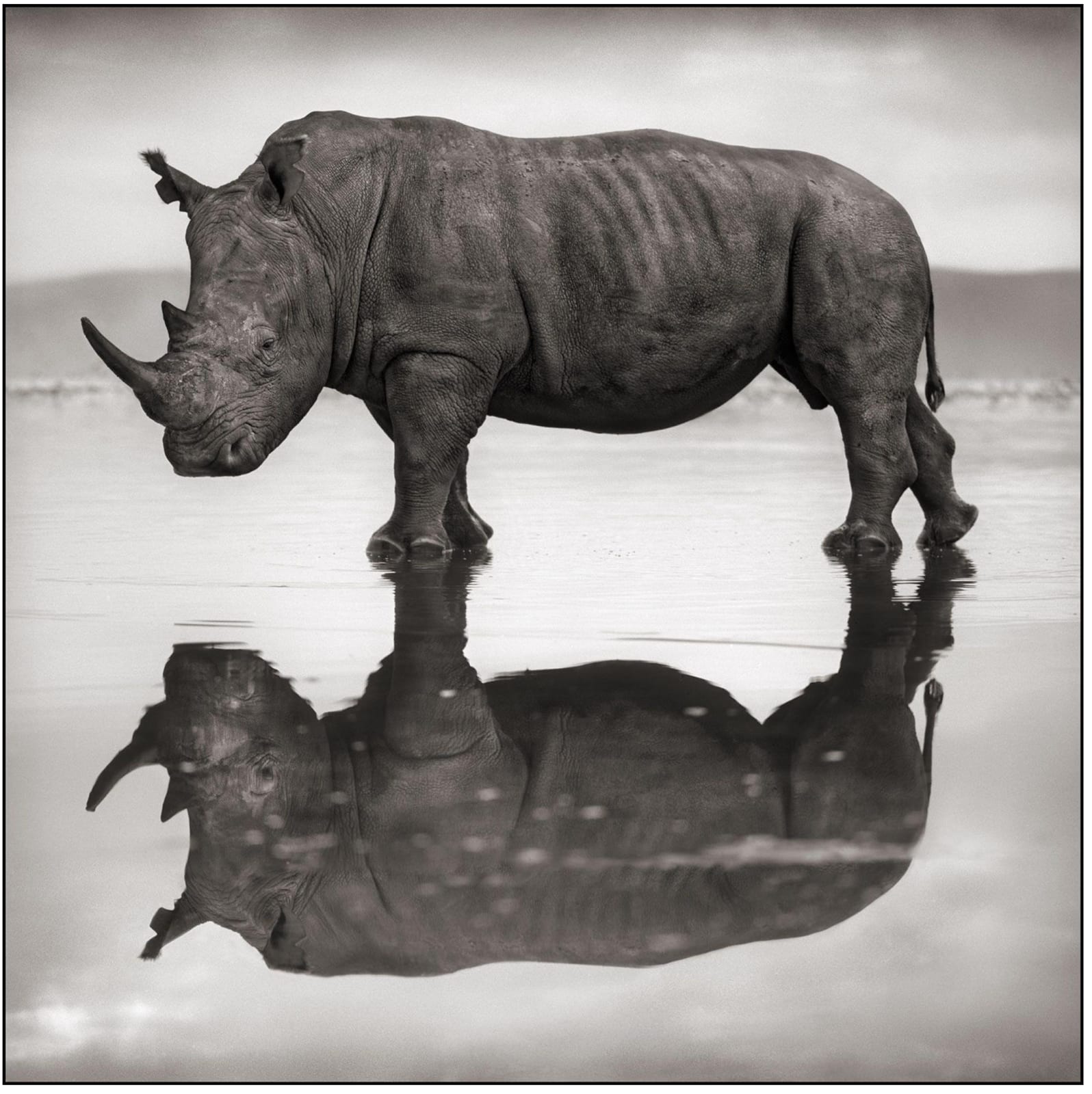 Nick Brandt, Rhino on lake, Nakuru, 2007