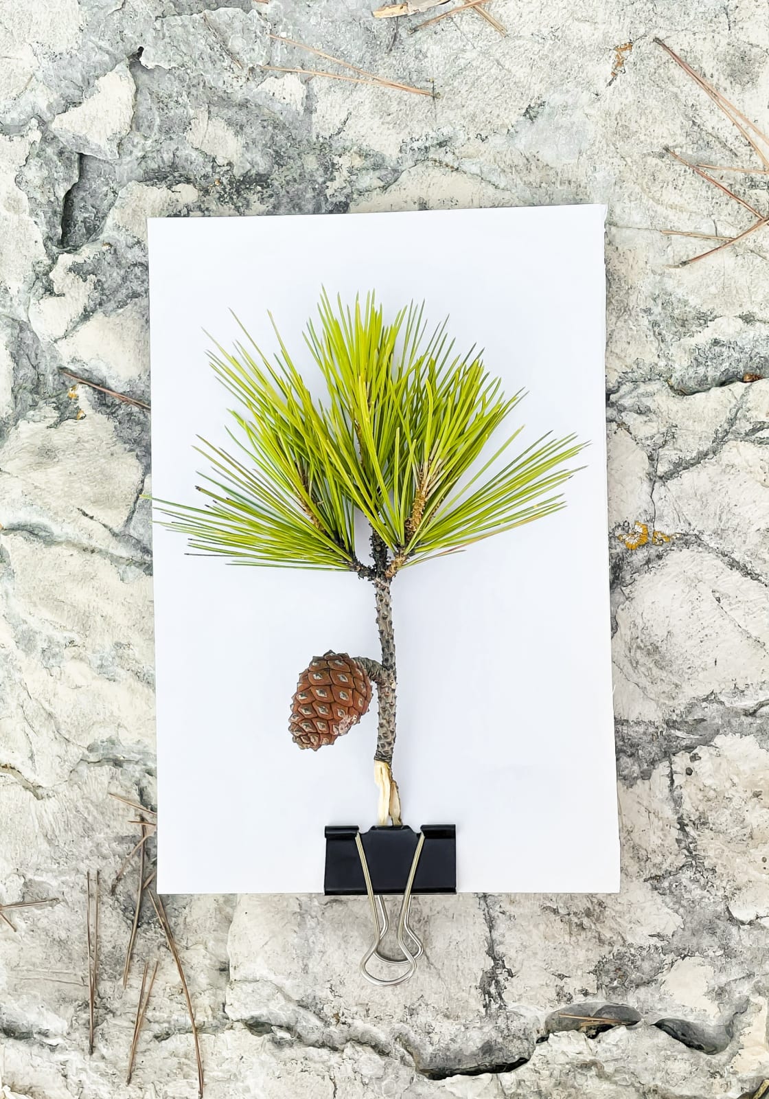 Tilyen Mucik, Pinus pinaster, 2021