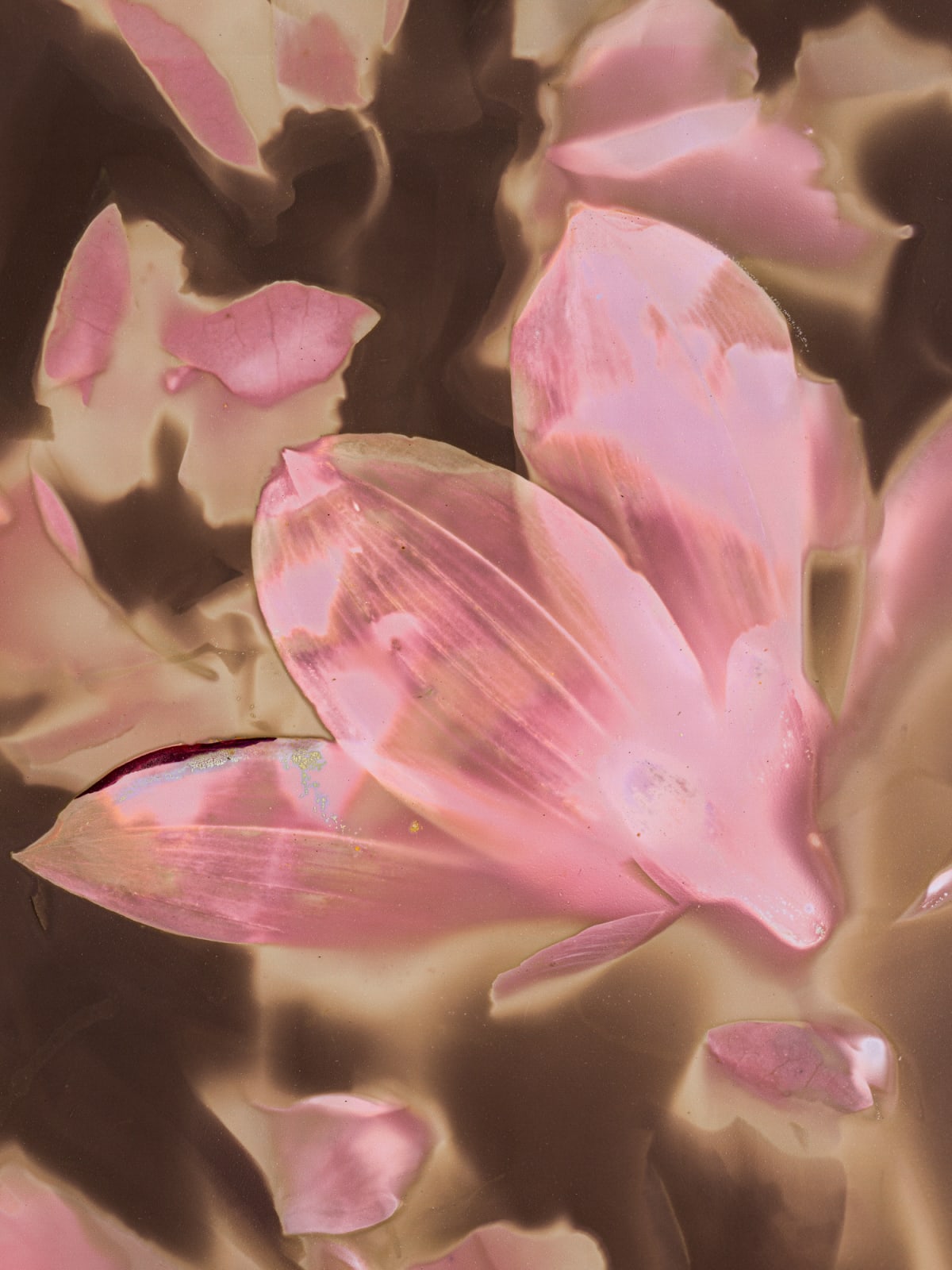 Tilyen Mucik, Detajl cveta dalije / Dahlia Flower Detail, 2023
