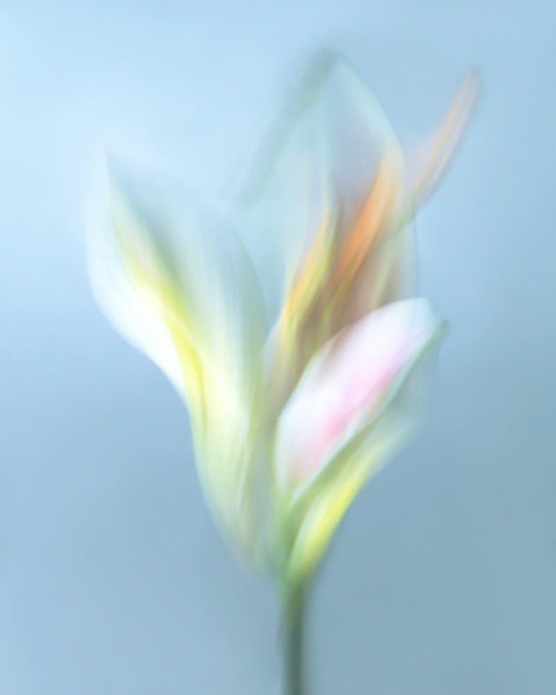 Olena Zubach, Lilija / Lily, 2022