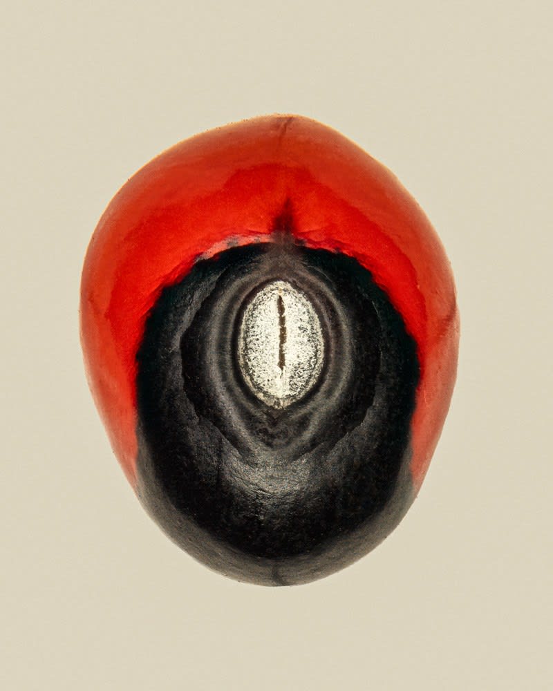 Tilyen Mucik, Abrus precatorius 1, 2025