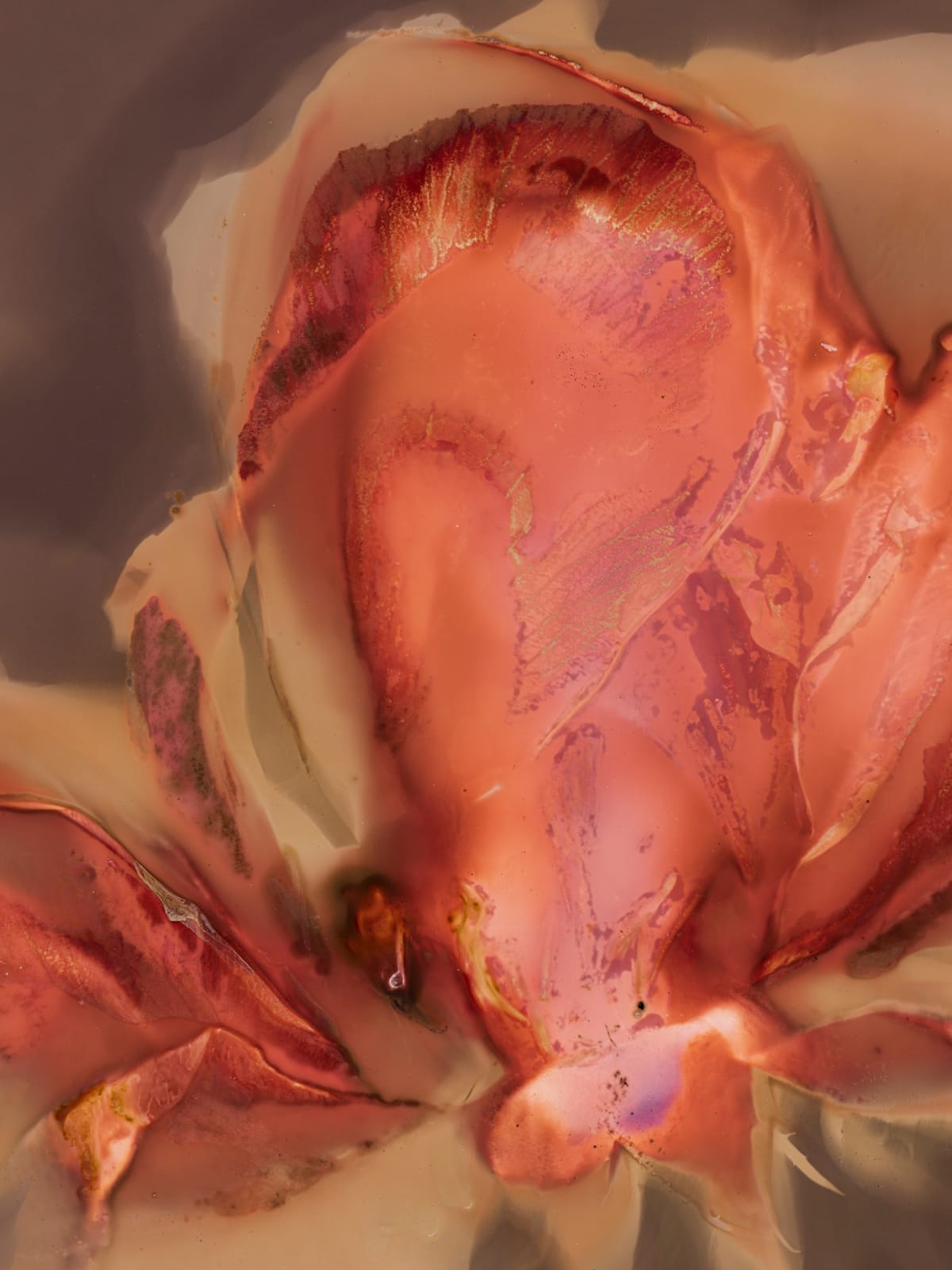 Tilyen Mucik, Detajl vrtnice / Rose Detail, 2023
