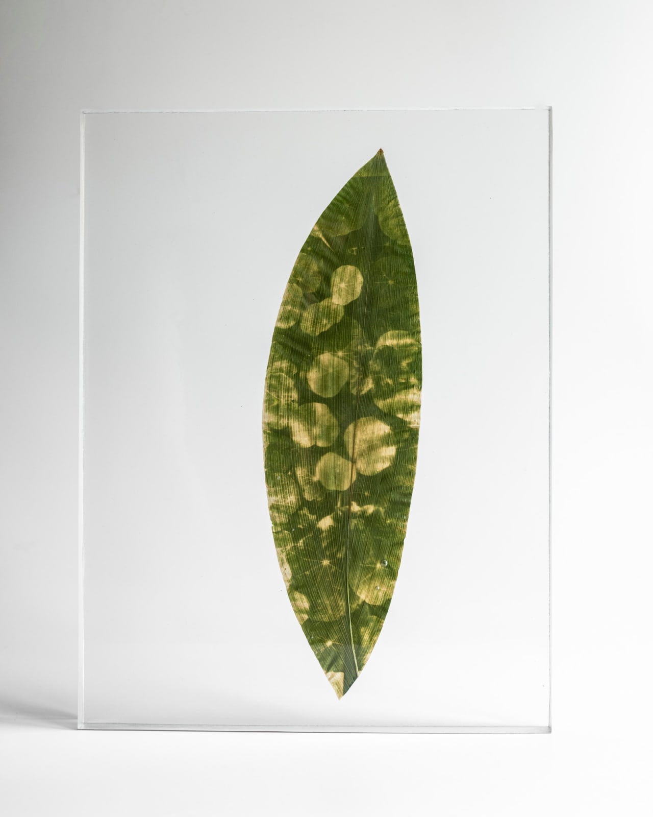 Tilyen Mucik, Kapucinka na ščitovki / Nasturtium on Aspidistra, 2024