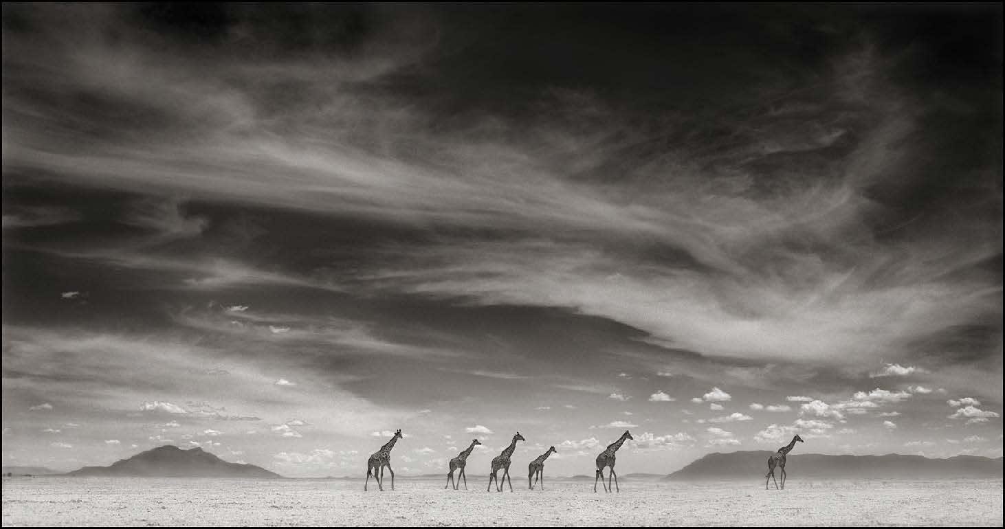Nick Brandt, Žirafe pod vrtinčastimi oblaki / Giraffes under swirling clouds, 2007