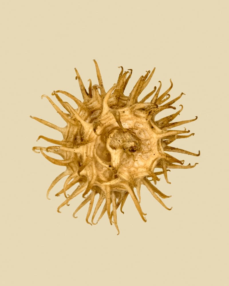 Tilyen Mucik, Medicago arabica, 2025