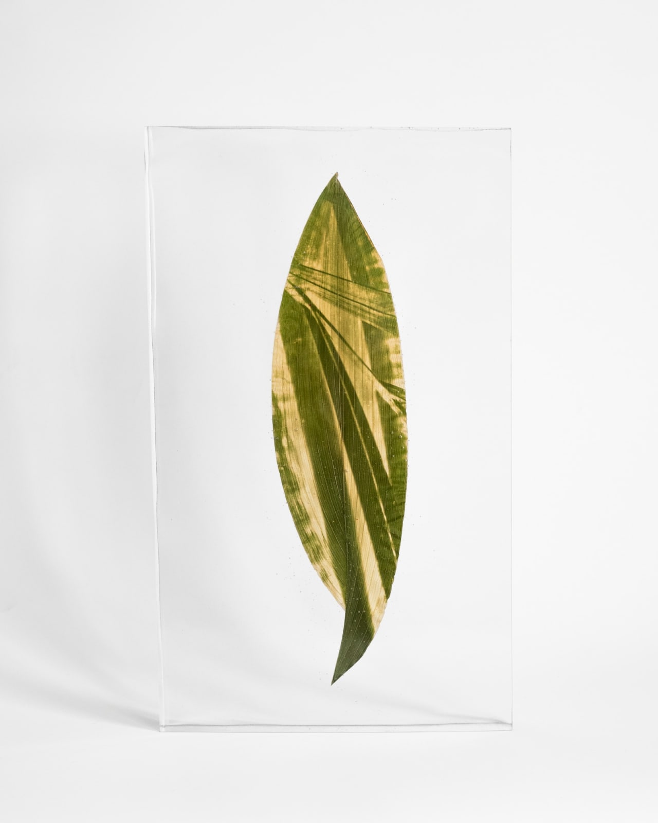 Tilyen Mucik, Areka na ščitovki / Areca on Aspidistra, 2024