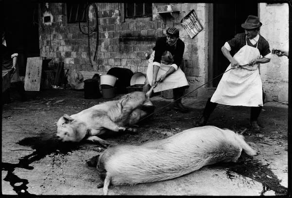 Stojan Kerbler, Pig Slaughter , 1979