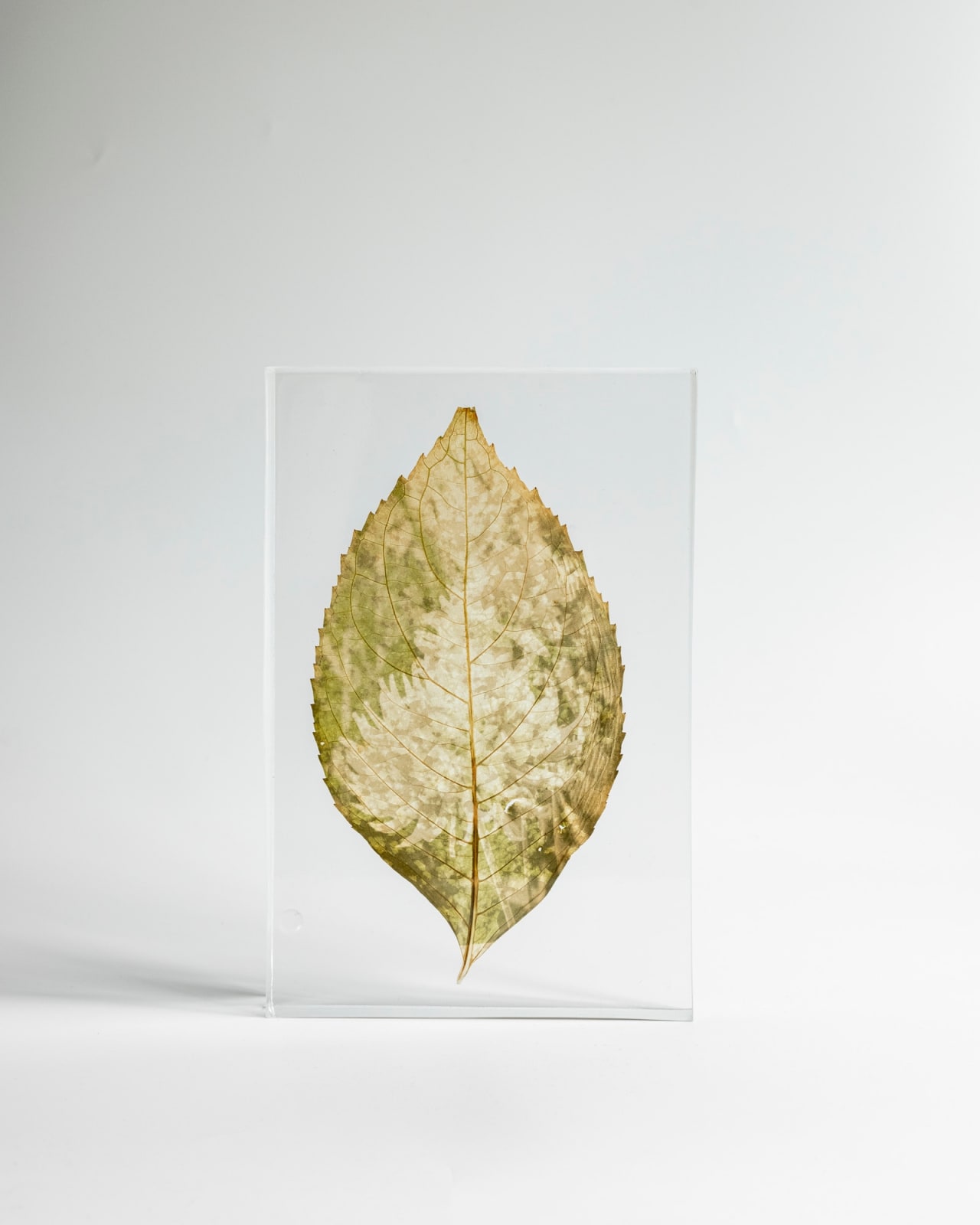 Tilyen Mucik, Dalija na hortenziji / Dahlia on Hydrangea, 2024