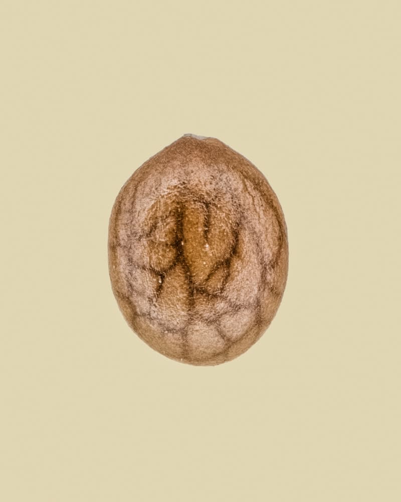 Tilyen Mucik, Salvia Sclarea, 2023