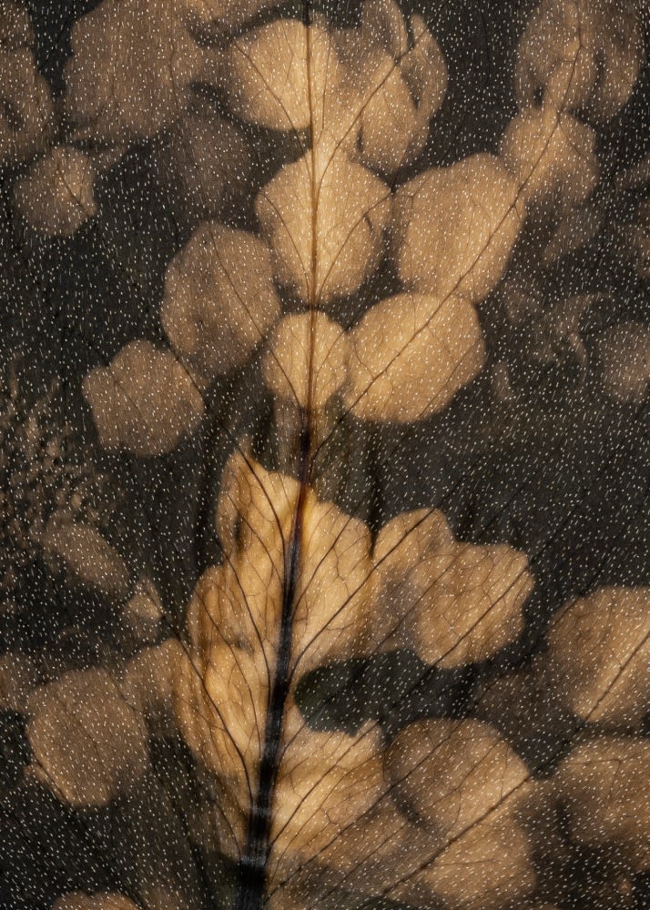 Tilyen Mucik, Hermelika na epipremnumu (detajl) / Sedum on Epipremnum (detail), 2024
