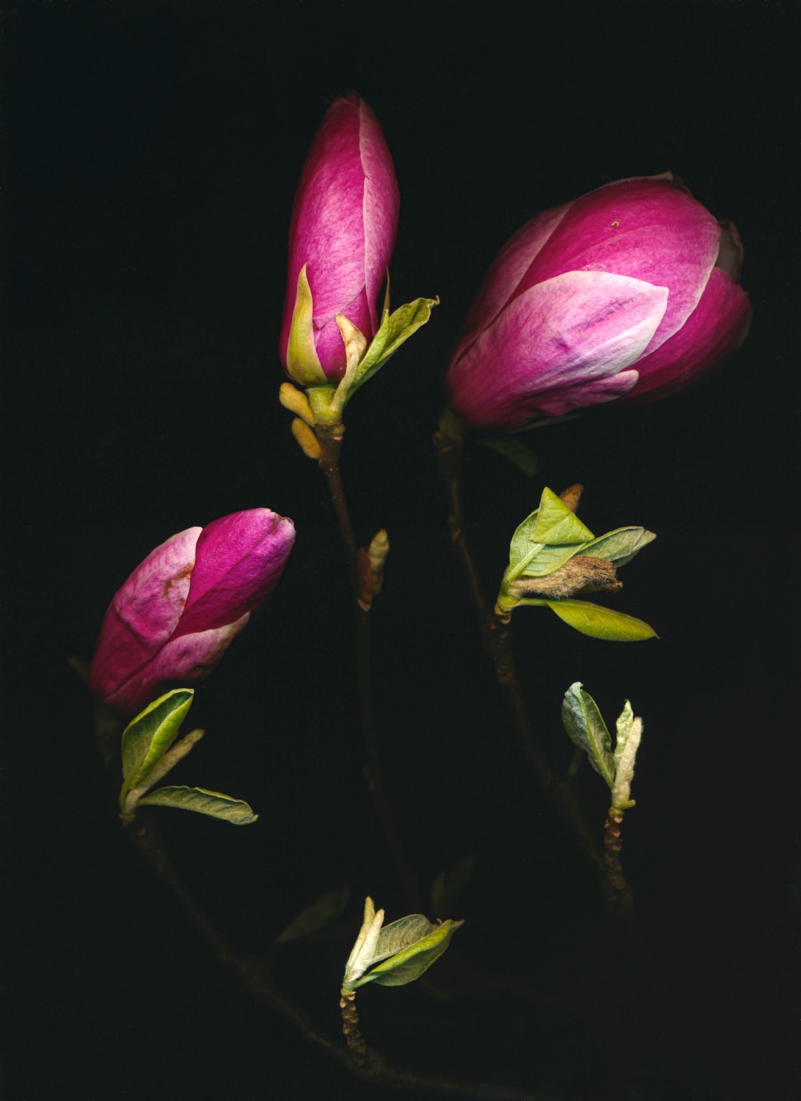 Tilyen Mucik, Magnolija 2 / Magnolia 2, 2020