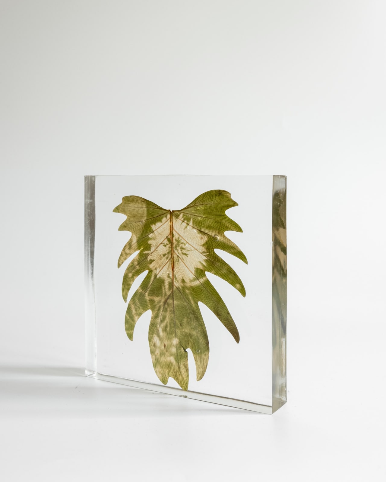 Tilyen Mucik, Plavica na filodendronu / Cornflower on Philodendron, 2024
