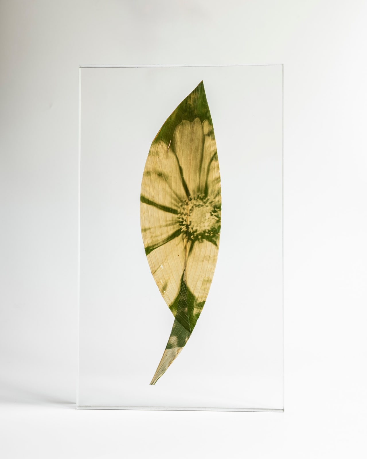Tilyen Mucik, Kozmeja na ščitovki / Cosmos on Aspidistra, 2024