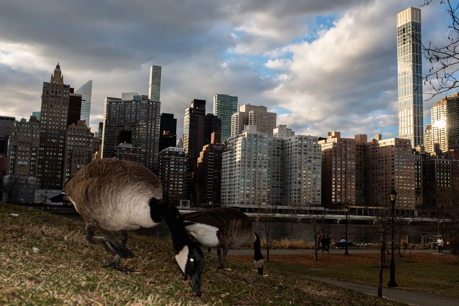 Nik Erik Neubauer, Kanadske gosi pod obzorjem Manhattna / Canadian Geese Below the Manhattan Skyline, 2024