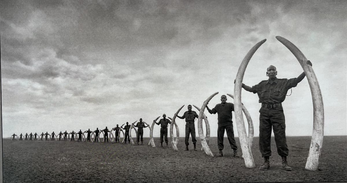 Nick Brandt, Gozdni čuvaji z okli slonov, ki so jih ubile človeške roke, Amboseli / Line of rangers with tusks...