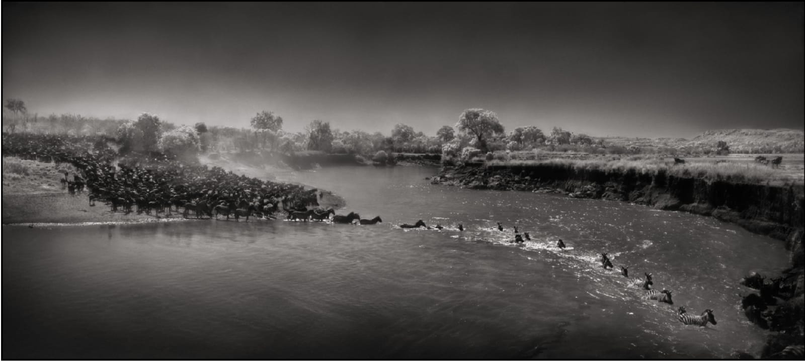 Nick Brandt, Zebre prečkajo reko, Masai Mara / Zebra river crossing, Masai Mara, 2006