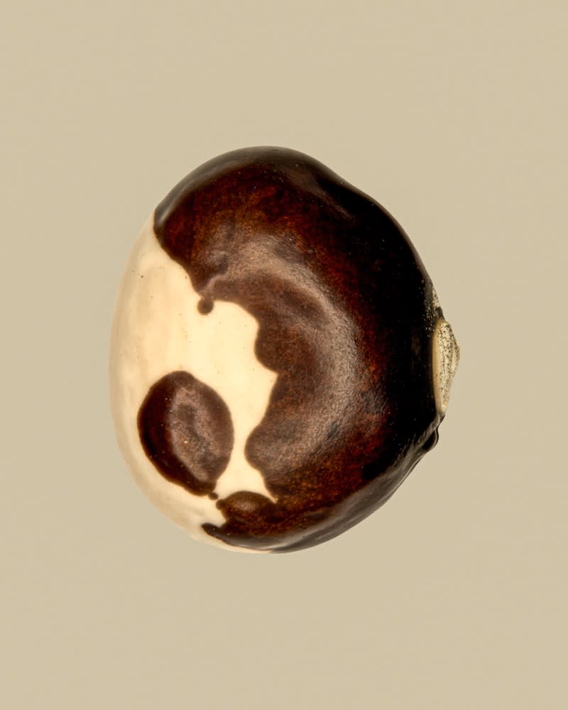 Tilyen Mucik, Phaseolus vulgaris 5, 2025