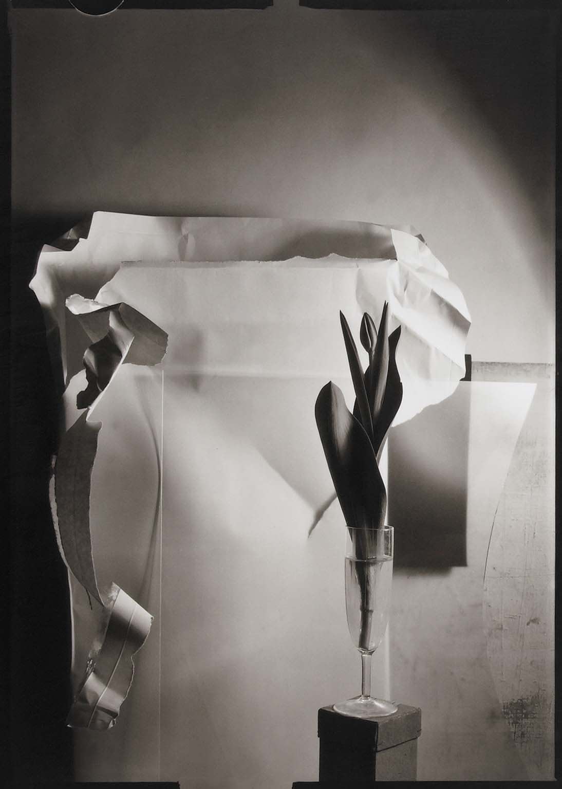 Boris Gaberščik, Tulipan za J. Sudka / Tulip for J. Sudek, 1991
