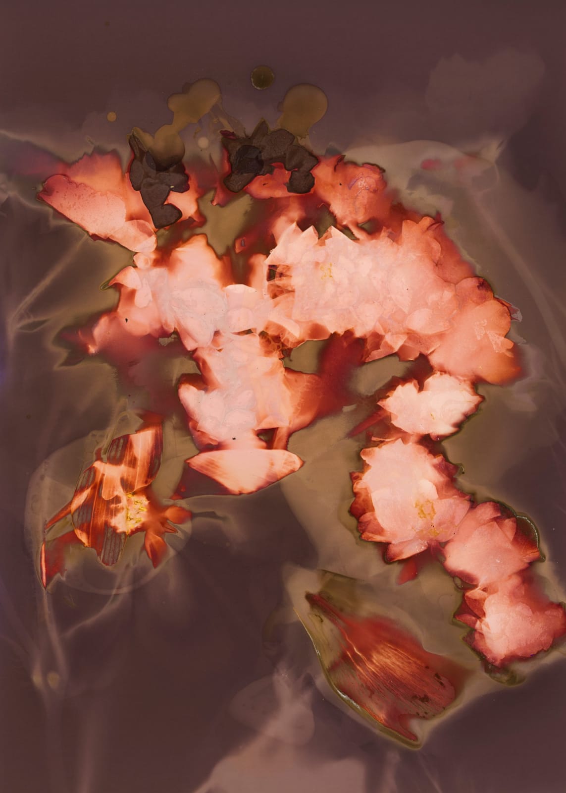 Tilyen Mucik, Vrtnice, lilije in kozmeje / Roses, lilies and cosmoses, 2023