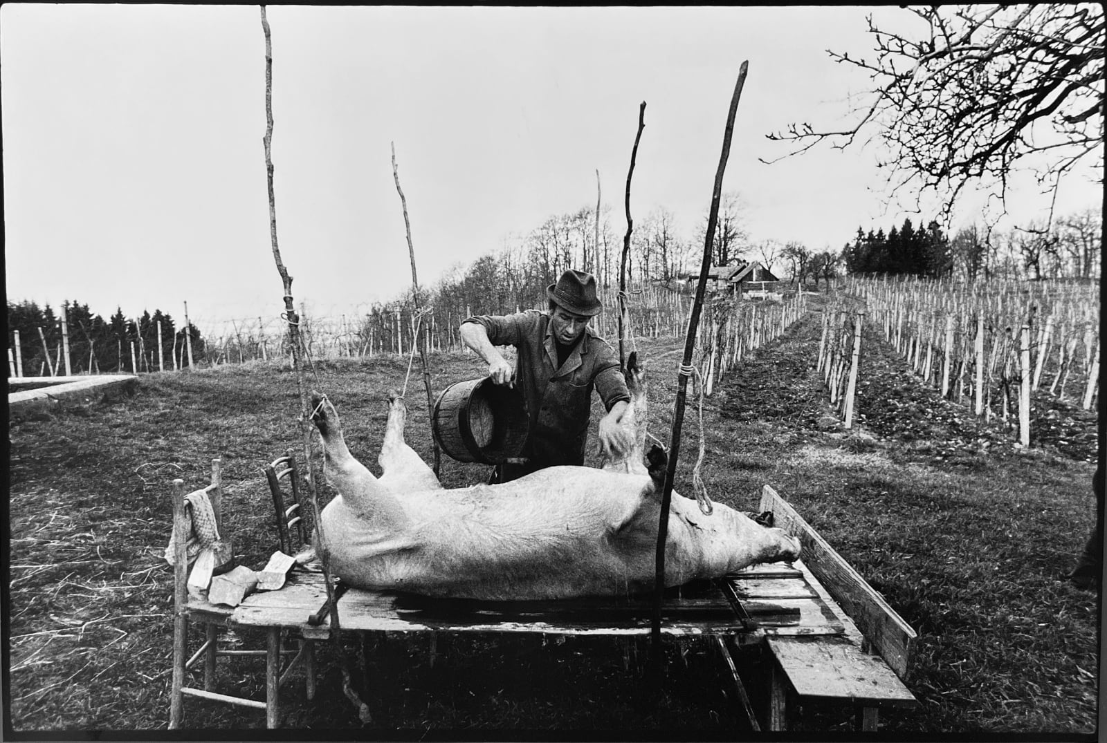 Stojan Kerbler, Koline / Pig Slaughter, 1979
