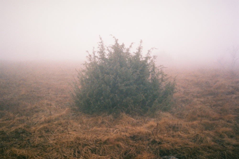 Tereza Kozinc, Grm / The Bush, 2022