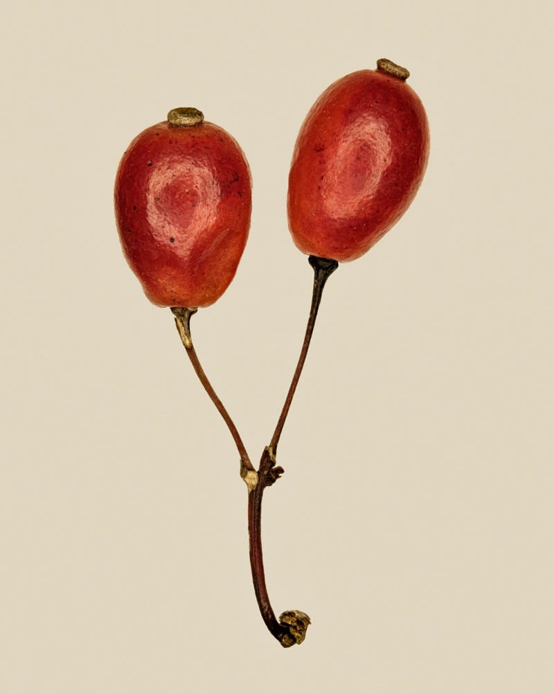 Tilyen Mucik, Berberis vulgaris 3, 2025
