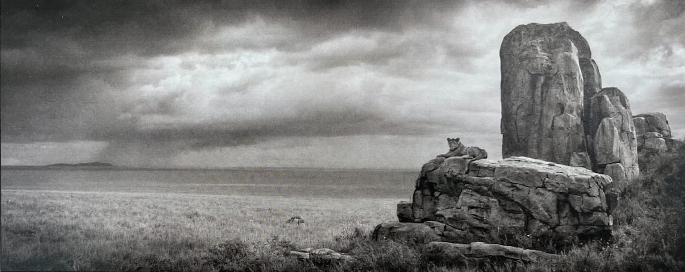 Nick Brandt, Lev z monolitom, Serengeti / Lion with monolith, Serengeti, 2008