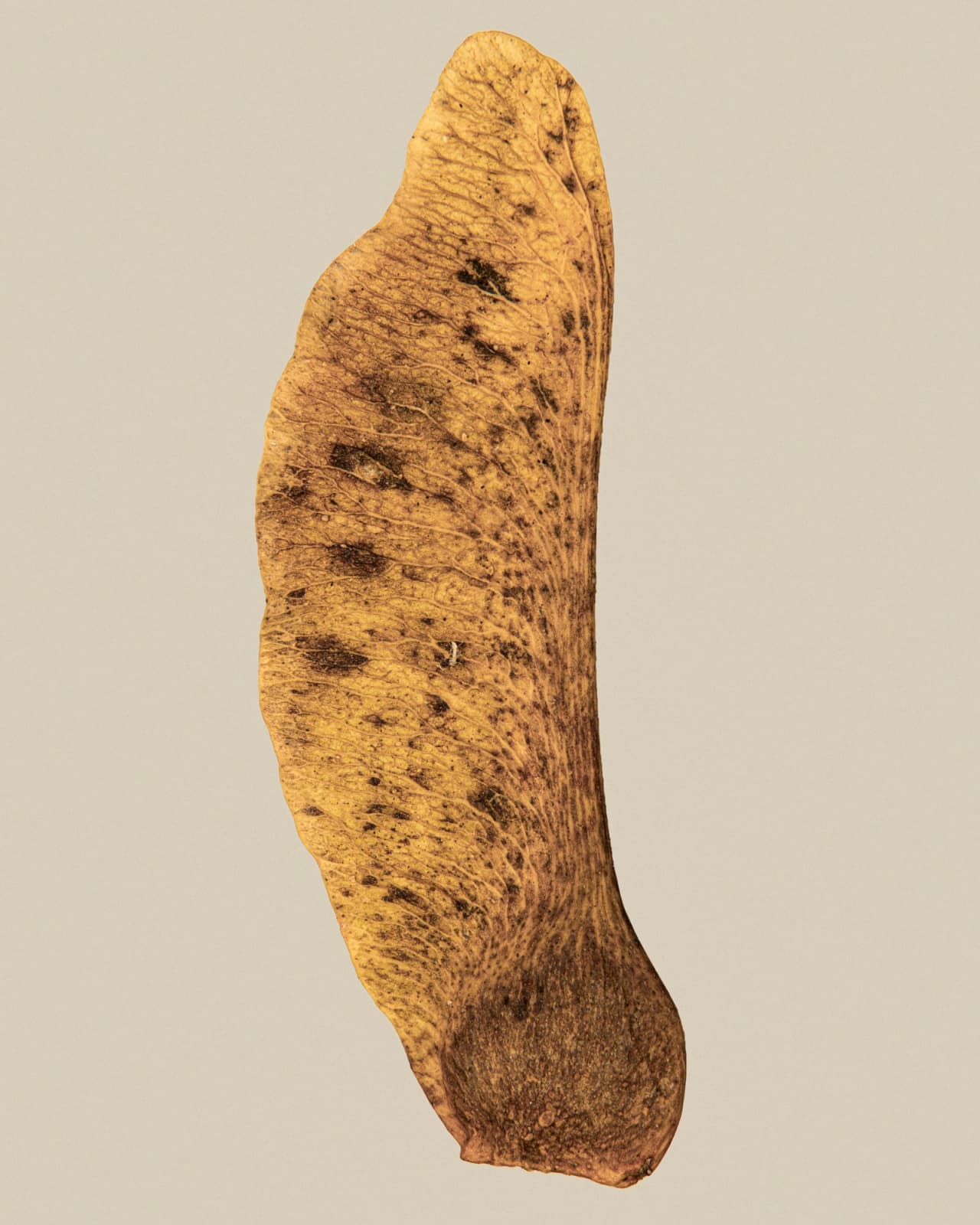 Tilyen Mucik, Acer sp. 2, 2025