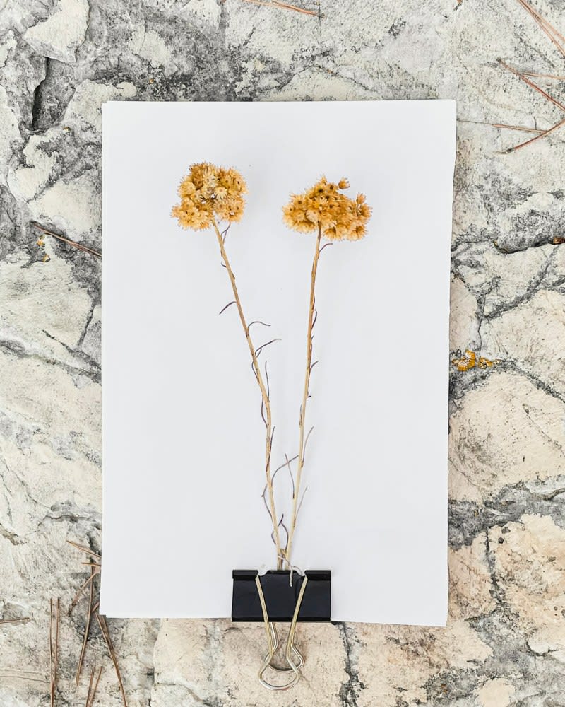 Tilyen Mucik, Helichrysum italicum, 2021